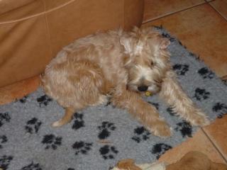 Irish Soft Coated Wheaten Terrier - Welpen