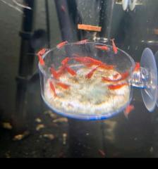 Red Fire Garnelen Neocaridina Aquarium Rote Garnele einfach