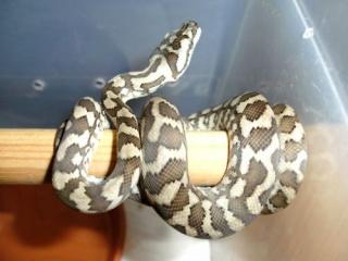 Morelia spilota regular jaguar