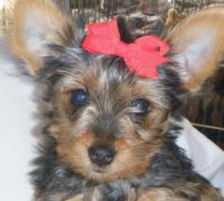 Wunderschöne Yorkshire Terrier Welpen