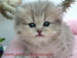 Perserkitten in blue golden shaded