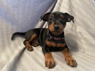 Reinrassige Zwergpinscher Welpen