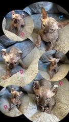 Sphynx Elf Sphynx Kitten Katzenbabys Nacktkatze