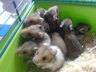 5 Super süße Teddyhamster Buben ca. 5 Wochen alt in liebevolle Hände abzugeben