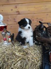 Wir haben bezaubernde MIni Aussiewelpen