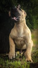 PRESA CANARIO WELPEN