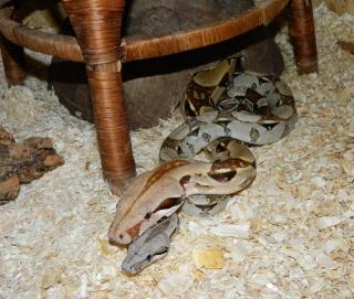 1. 1 Boa c. imperator eingerichtetes OSB Terra günstig abzugeben