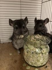 Chinchilla Babys, Weibchen und Männchen