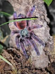 Caribena versicolor 06/2023