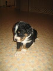 Bernersennenhunde