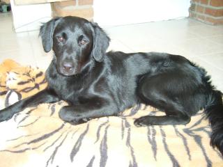 Flatcoated-retriever sucht Hündin zum DECKEN