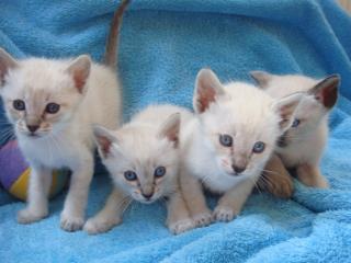 4 SUPER SÜßEN SIAM KATZEN BABYS abzugeben