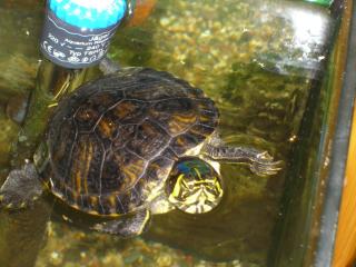 Verschenke Gelbwangen-Schmuckschildkröte Trachemys scripta scripta