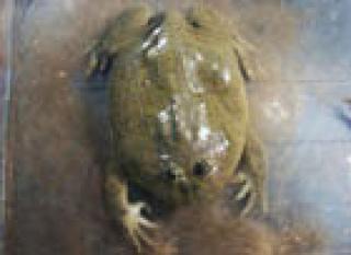 Lepidobatrachus Laevis