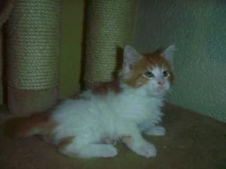 Traumhaft schöne maine Coon Kitten