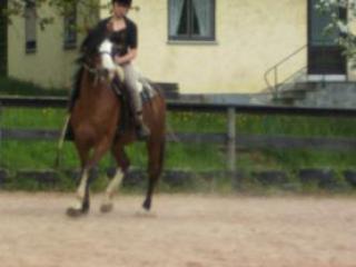 Nette Reiterin sucht dringend Reitbeteiligung