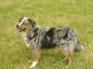 Blue Merle Australian Shepherd Deckrüde o. P.