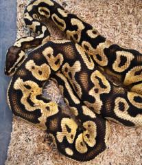 Python regius in gute Hände