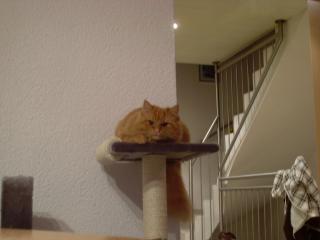 Kater Sammy sucht Katze zum Decken