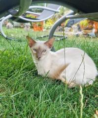 Nur noch 1 hübscher Balinesen Katerchen sucht eine Zuhause
