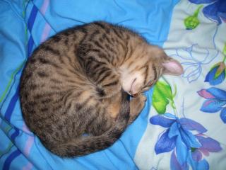 Golden Tabby männlein sucht Golden Tabby weiblein zum Decken