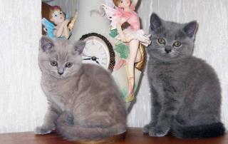 Bezaubernde REINRASSIGE BKH Katzenbabys