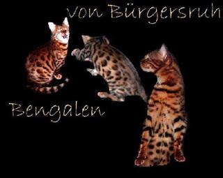 Bengal Cat in brown-rosetted