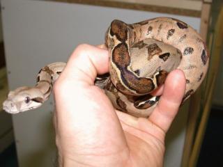 Terrarium boa c. i.