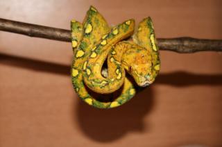 Achtung-Grüner Baumpython -BIAK-