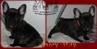 Französische Bulldoggen aus dt. Zucht in black brindle