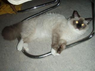 Wir haben bald Ragdoll/Persermix Katzenbabys