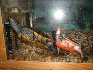 2 Wasserschildkröten suchen ein nettes Zuhause