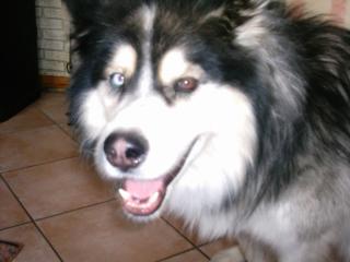Sacco-Card bzw. Hundewagen gesucht