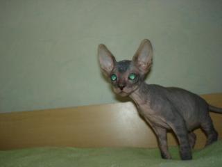 Don Sphynx