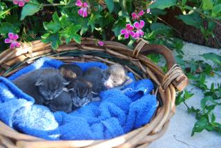 MAINE COON BABYS blue silver tabby black tabby