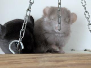 Chinchilla Babys Angora / Angoraträger suchen ein Zuhause