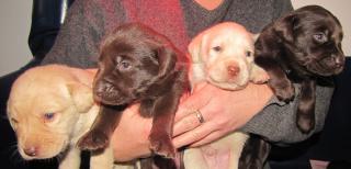 Labradorwelpen 6 von 8 sind noch frei