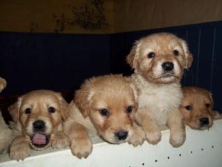 Golden Retriever Mix Welpen
