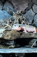 Leopardgecko Terrarium Zubehör