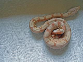 Albino Boa, Nachzucht 5/07