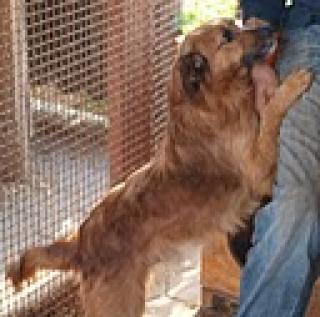 Nemo - ein besonderer, nur lieber Hund für liebe Menschen
