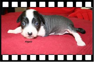 Chinese-Crested-Dog Welpen