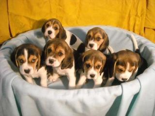 6 Tri-colour Beagle Welpen 3 Weibchen, 3 Rüden