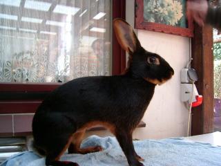HasenKaninchen neue Rasse