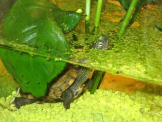 4 Wasserschildkröten 5Mon. mit Zubehör abzugeben