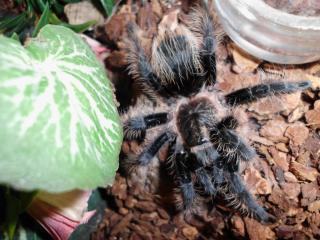 Brachypelma albopilosum, Jungtier
