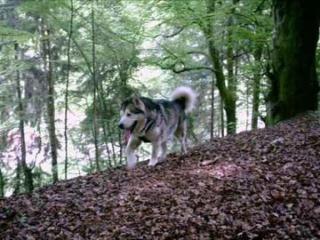 Malamute Husky