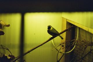 Kleiner Kubafink, Ringelamadine, Gouldamadine