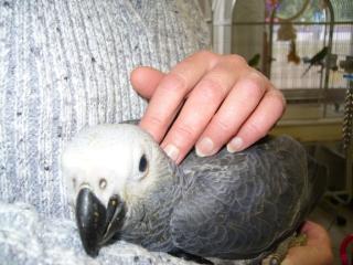 Handzahme Graupapageienbabys