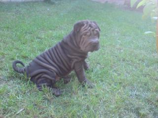 Shar Pei Welpen